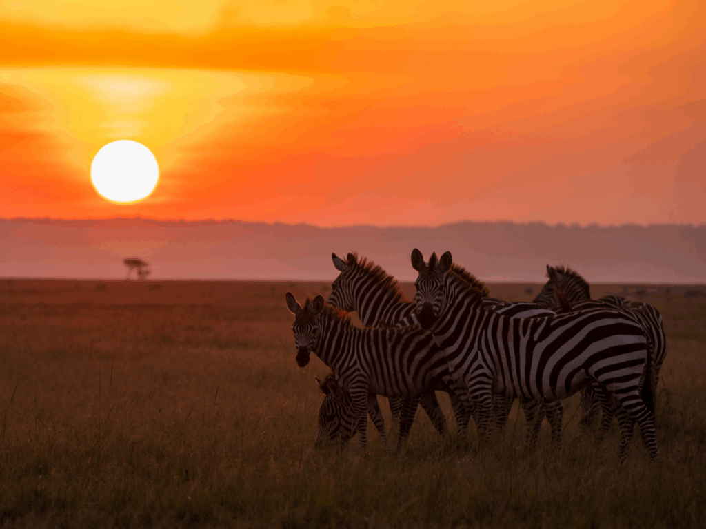 masai mara packages