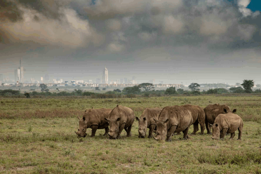 Masai Mara Camps and Lodges