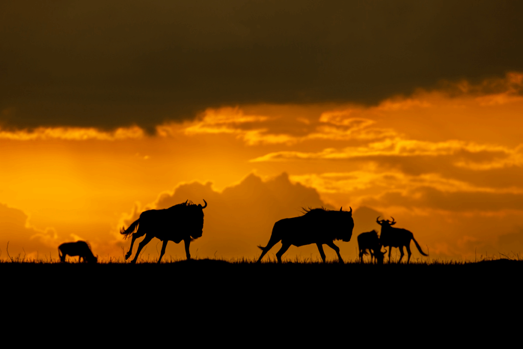 Budget Hotels in Maasai Mara National Reserve