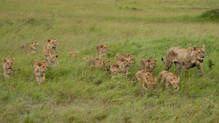Masai Mara Safari Packages