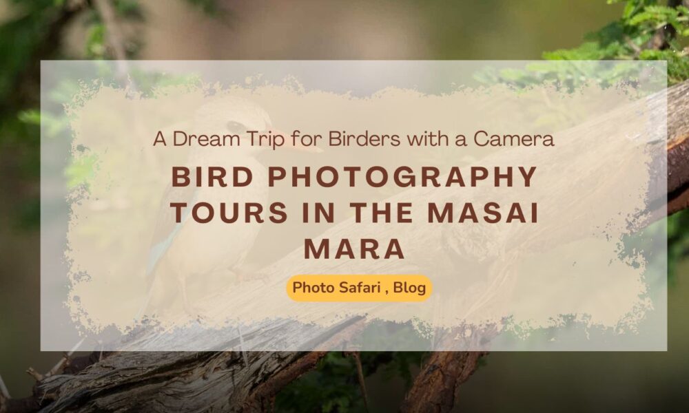 masai-mara-photography-tour-of-birds
