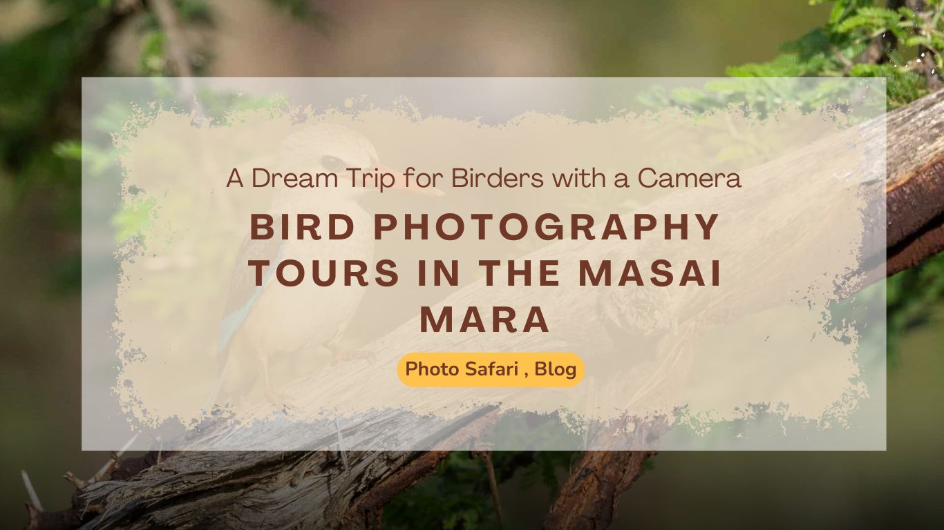 masai-mara-photography-tour-of-birds