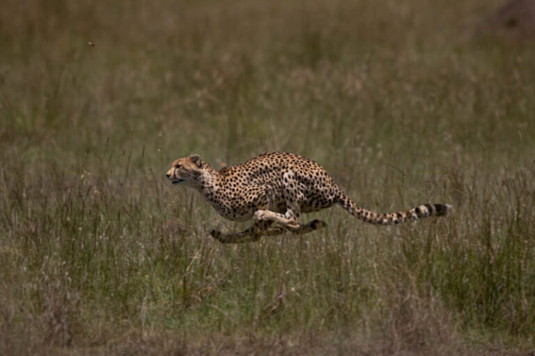 masai-mara-photography-tour