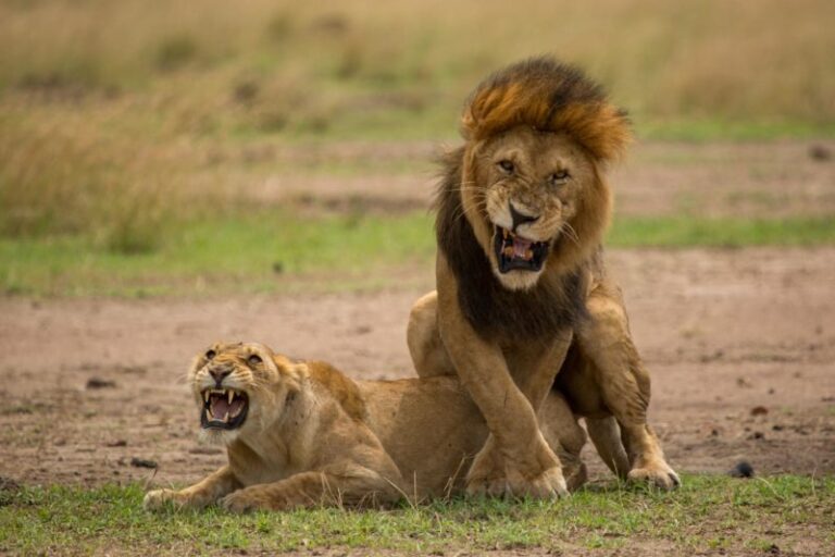 Masai Mara photography tours