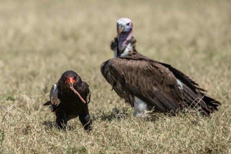 masai-mara-photography-tour