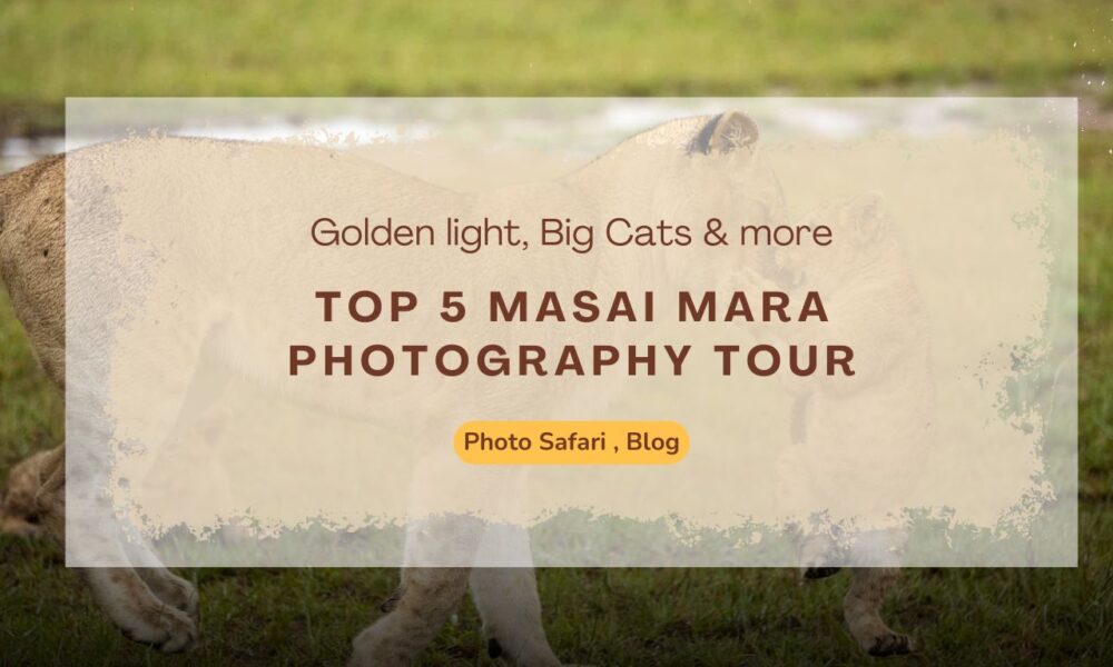 top-5-masai-mara-photography-tour