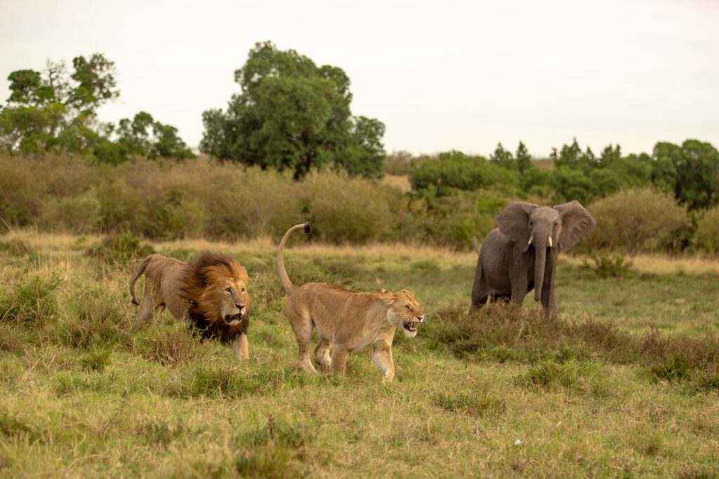 masai-mara-safari-packages