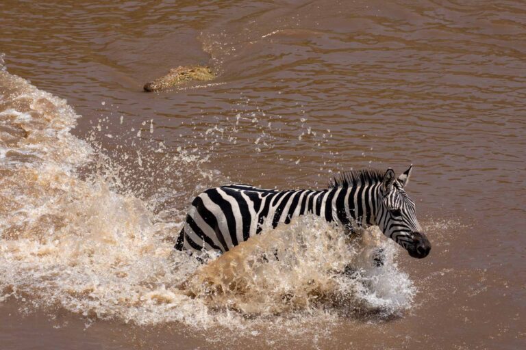 Masai Mara photography tour