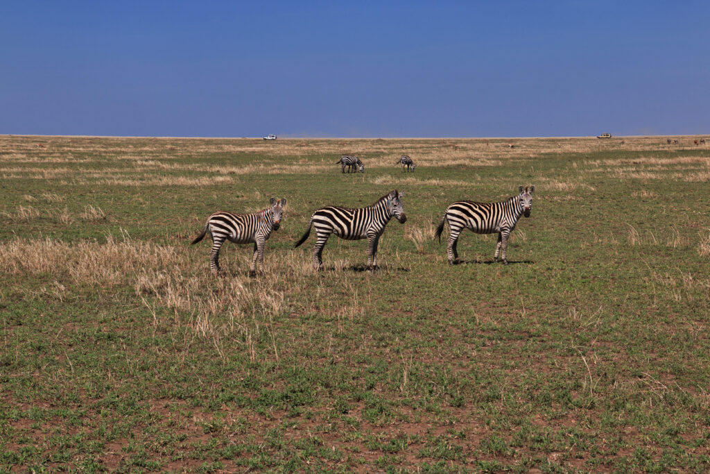 masai mara camp