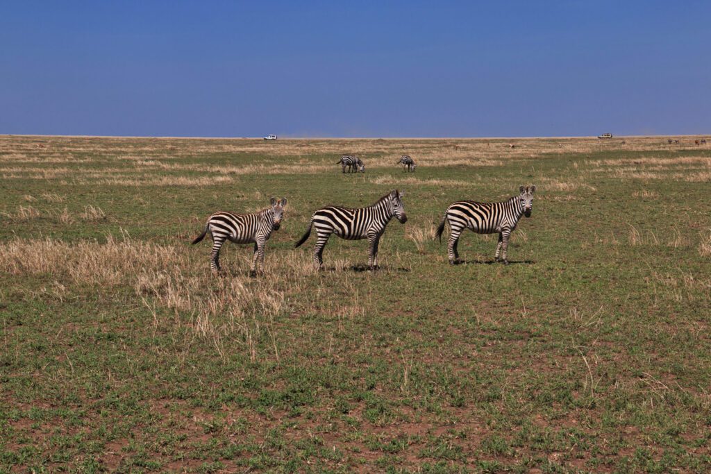Masai Mara photography tours