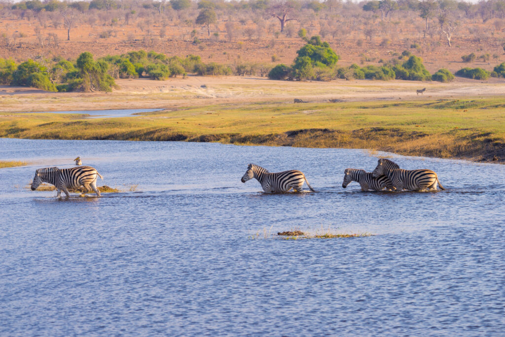 masai mara safari