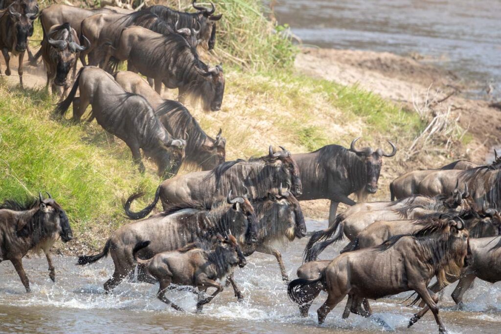 Masai Mara photography tours
