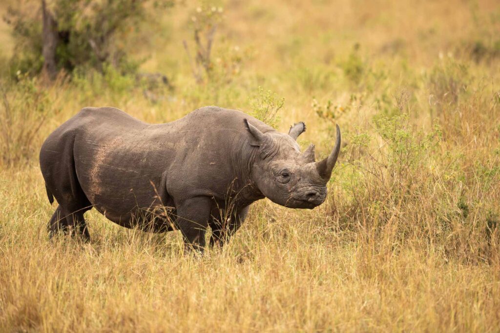 Masai Mara photography tours
