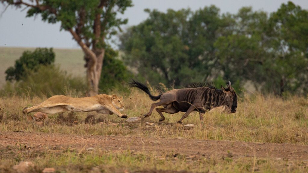 Masai mara photography tour