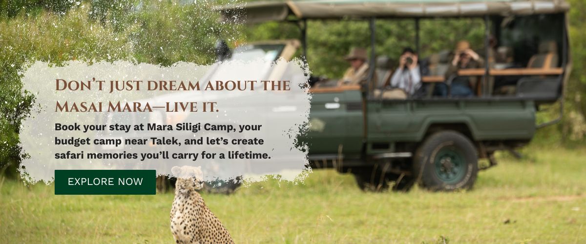 Masai mara camps and lodge