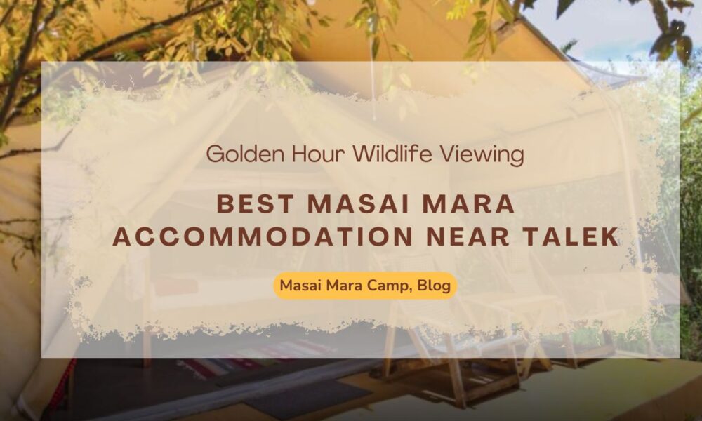 best-masai-mara-accommodation-near-talek-golden-hour-wildlife-viewing
