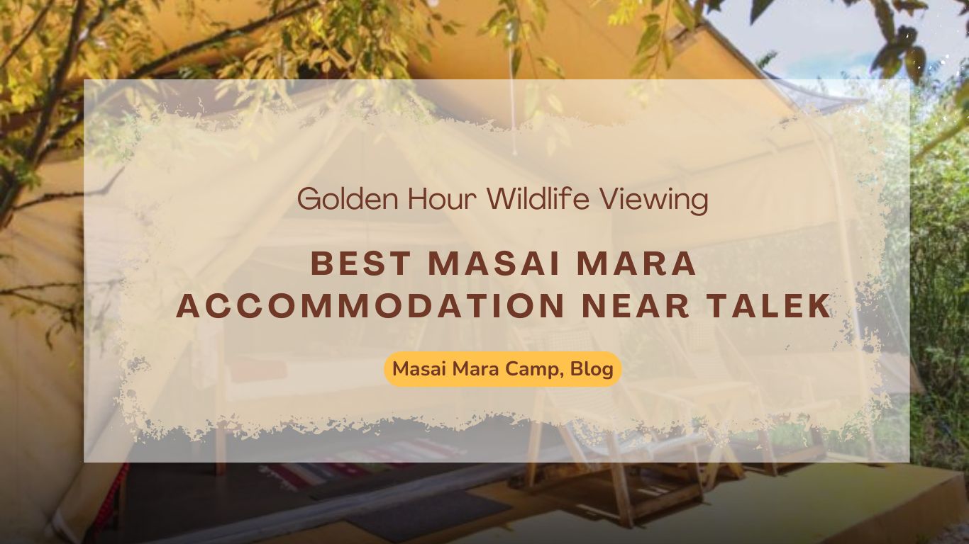 best-masai-mara-accommodation-near-talek-golden-hour-wildlife-viewing
