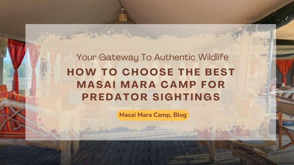 how-to-choose-the-best-masai-mara-camp-for-predator-sightings