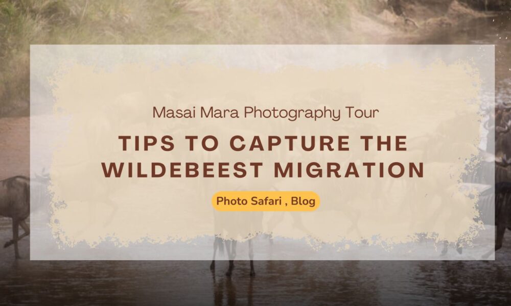 tips-to-capture-the-wildebeest-migration-on-your-masai-mara-photography-tour