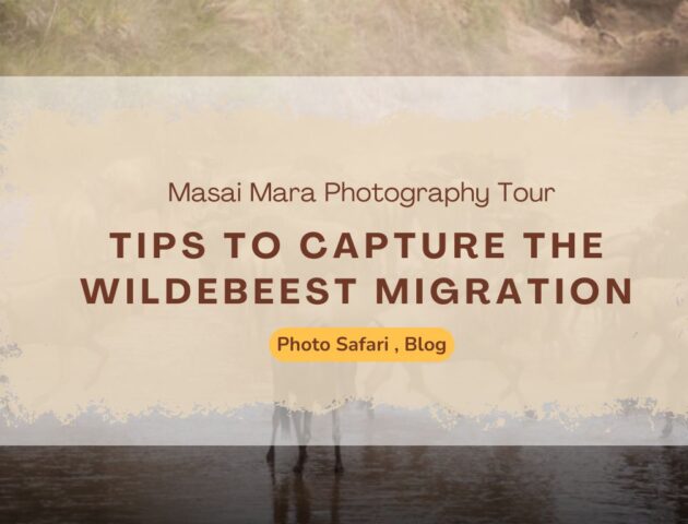 tips-to-capture-the-wildebeest-migration-on-your-masai-mara-photography-tour