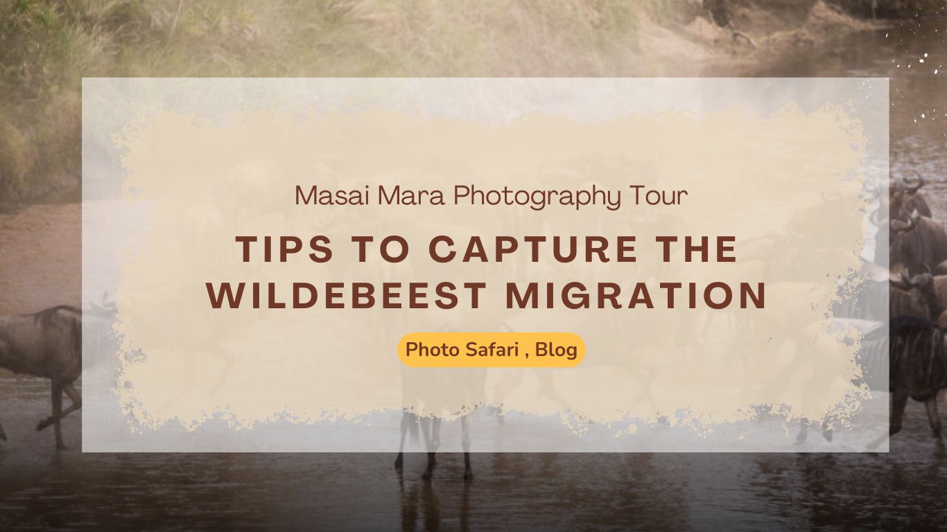 tips-to-capture-the-wildebeest-migration-on-your-masai-mara-photography-tour