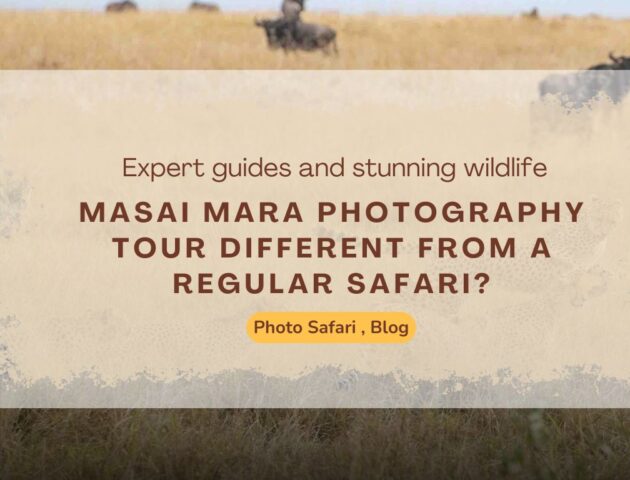 what-makes-a-masai-mara-photography-tour-different-from-a-regular-safari