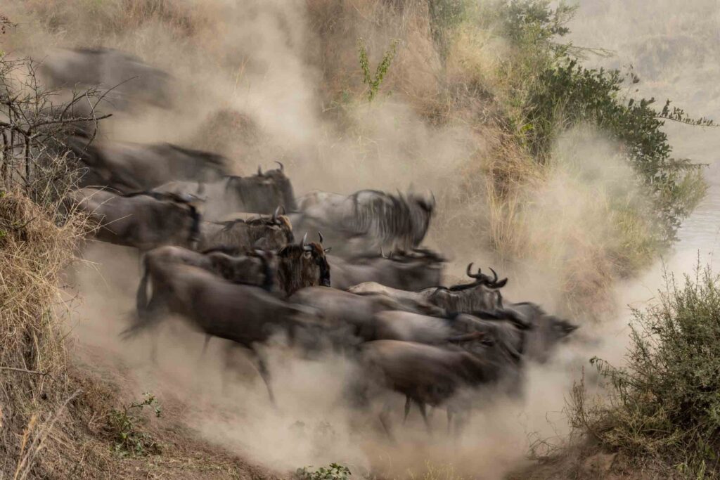 Masai Mara photography tours