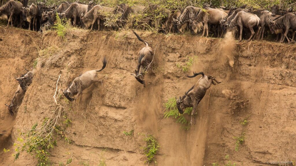 Masai Mara packages