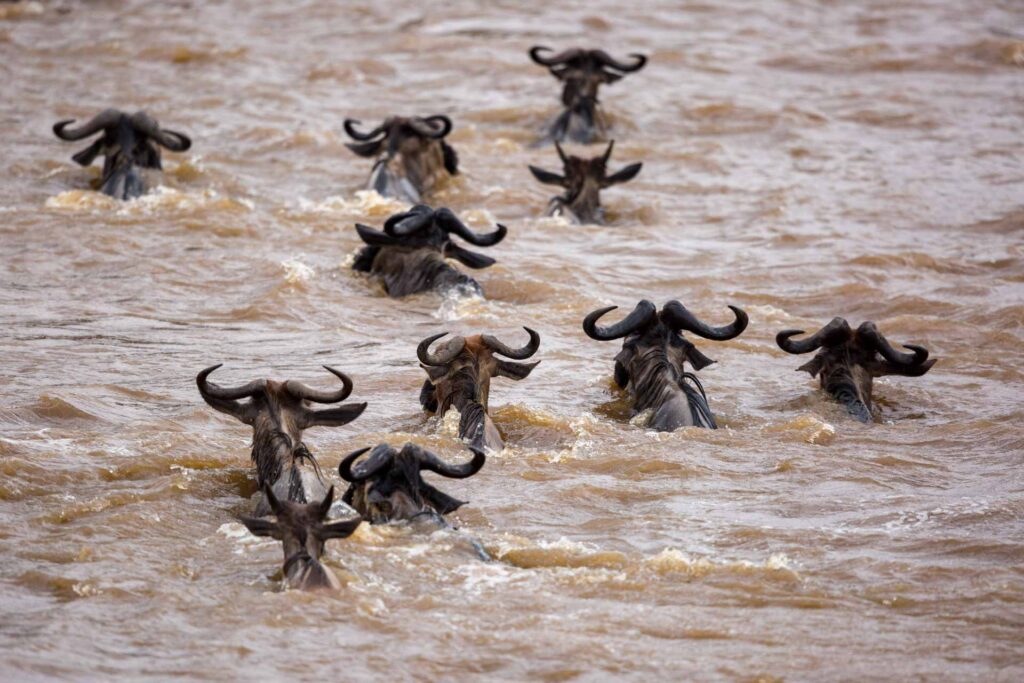Masai Mara photography tours