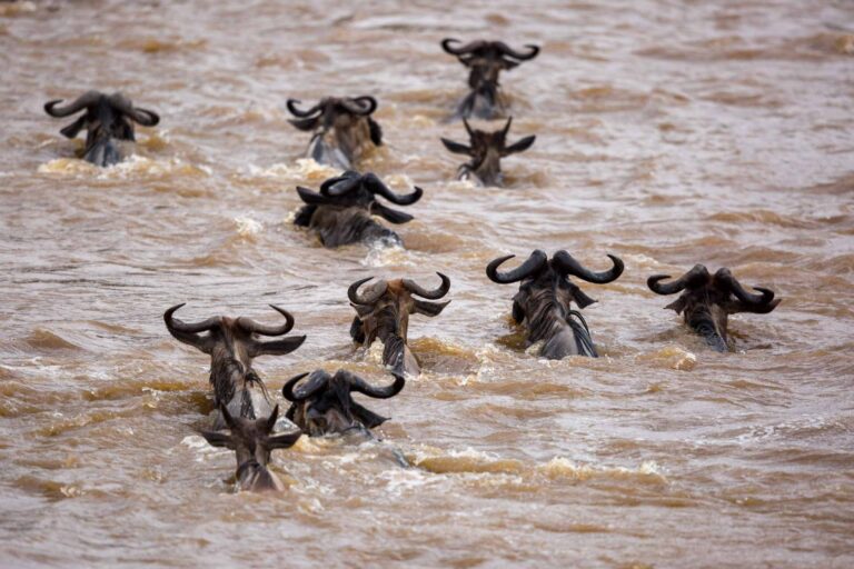 Masai Mara Safari Packages