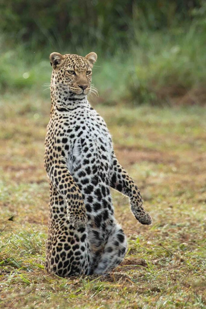 Masai Mara packages