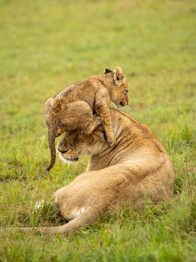 Masai Mara packages