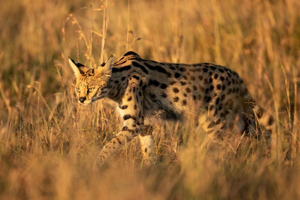 Masai Mara packages