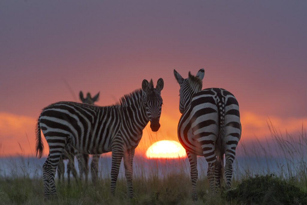 Masai Mara photography tours