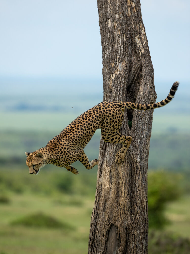 Masai Mara photography tours