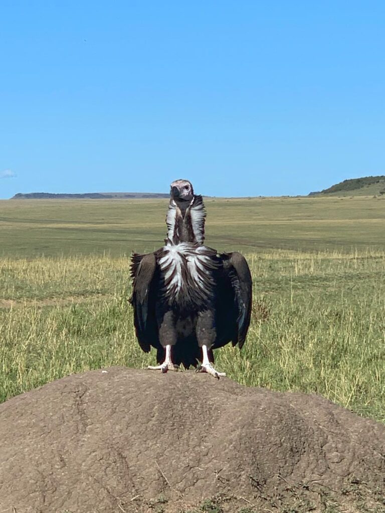 Masai Mara packages
