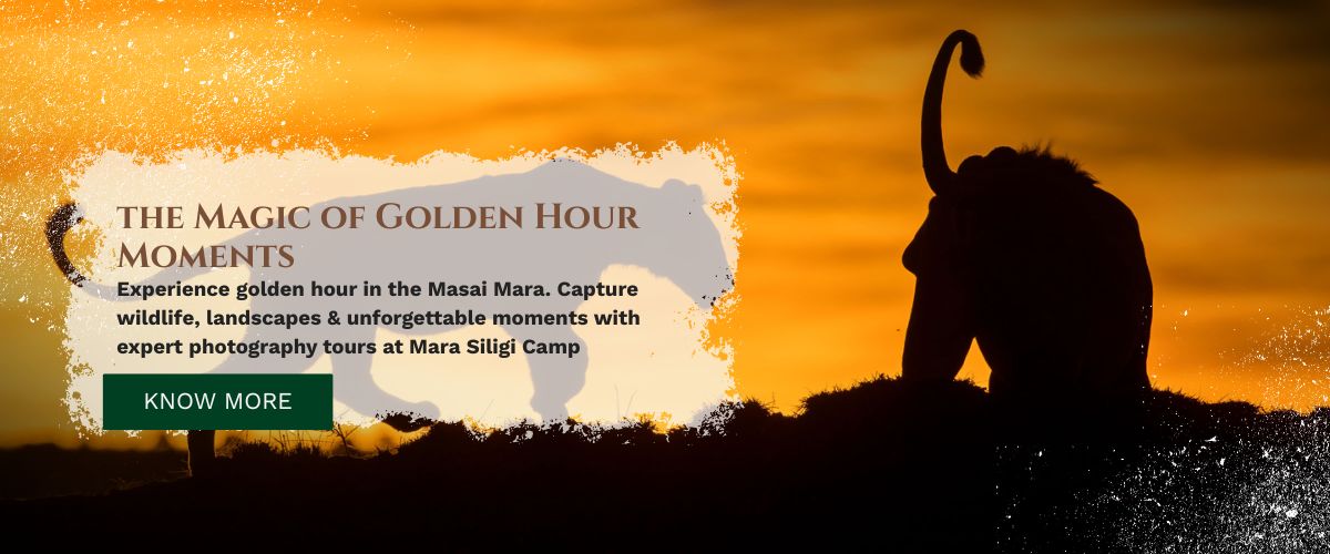 Masai Mara photography tours