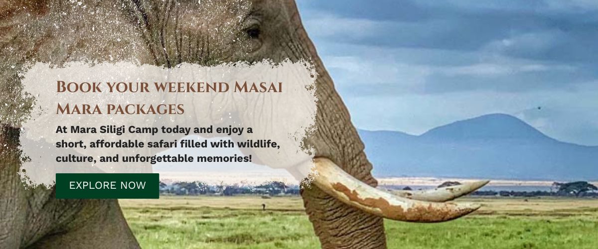 Masai Mara packages