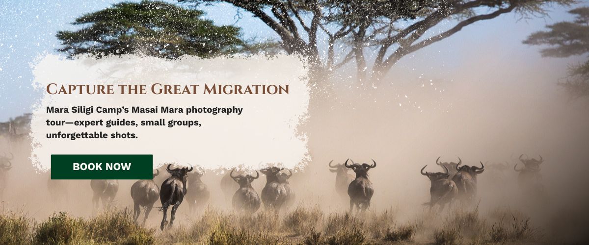 Masai Mara photography tours