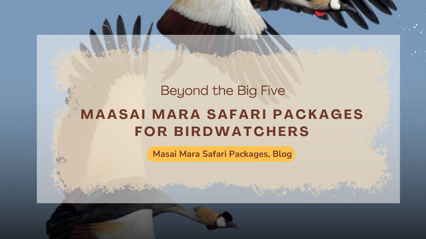 maasai-mara-safari-packages-for-birdwatchers-beyond-the-big-five