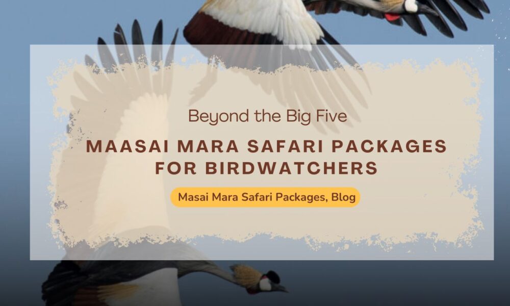 maasai-mara-safari-packages-for-birdwatchers-beyond-the-big-five