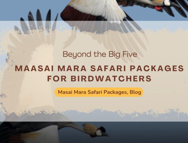 maasai-mara-safari-packages-for-birdwatchers-beyond-the-big-five