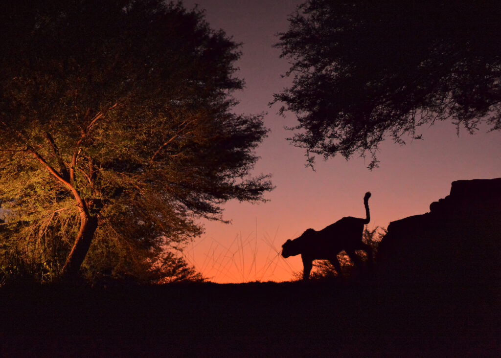 Masai Mara photography tours