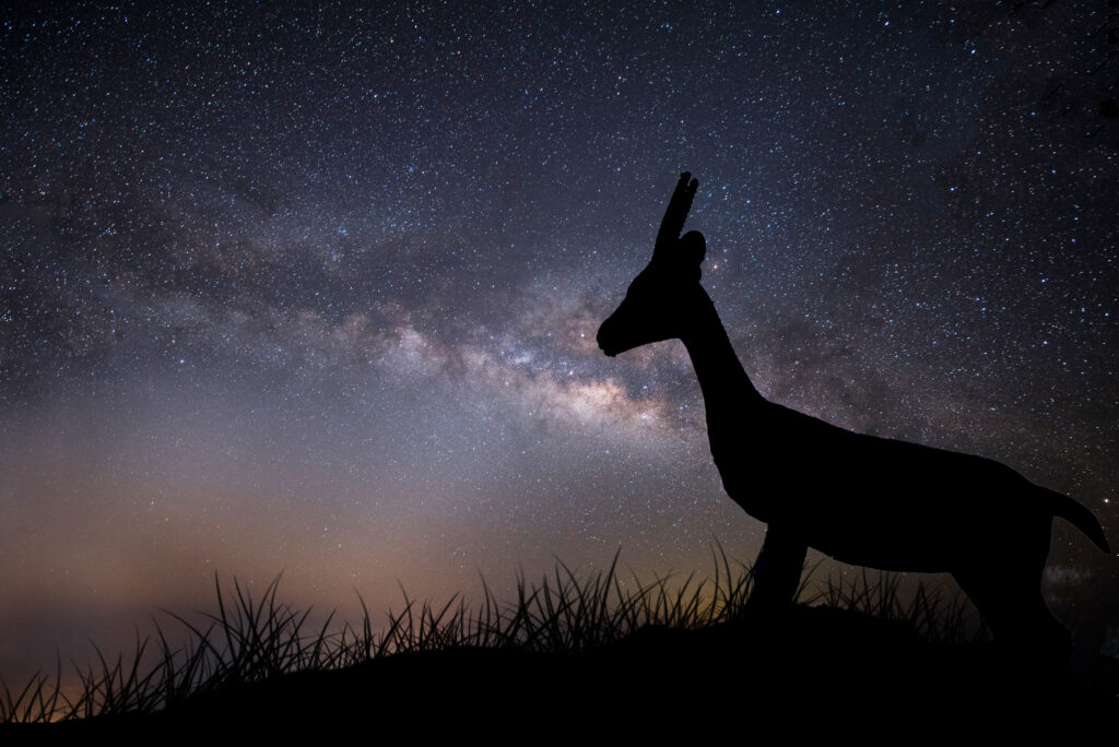 Masai Mara photography tours