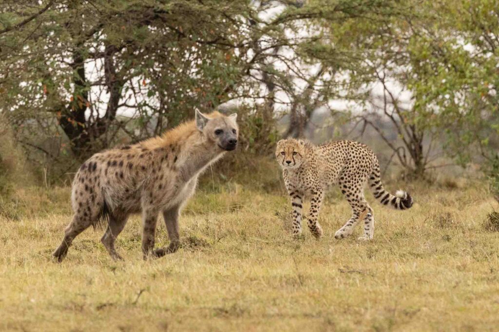 Masai Mara photography tours