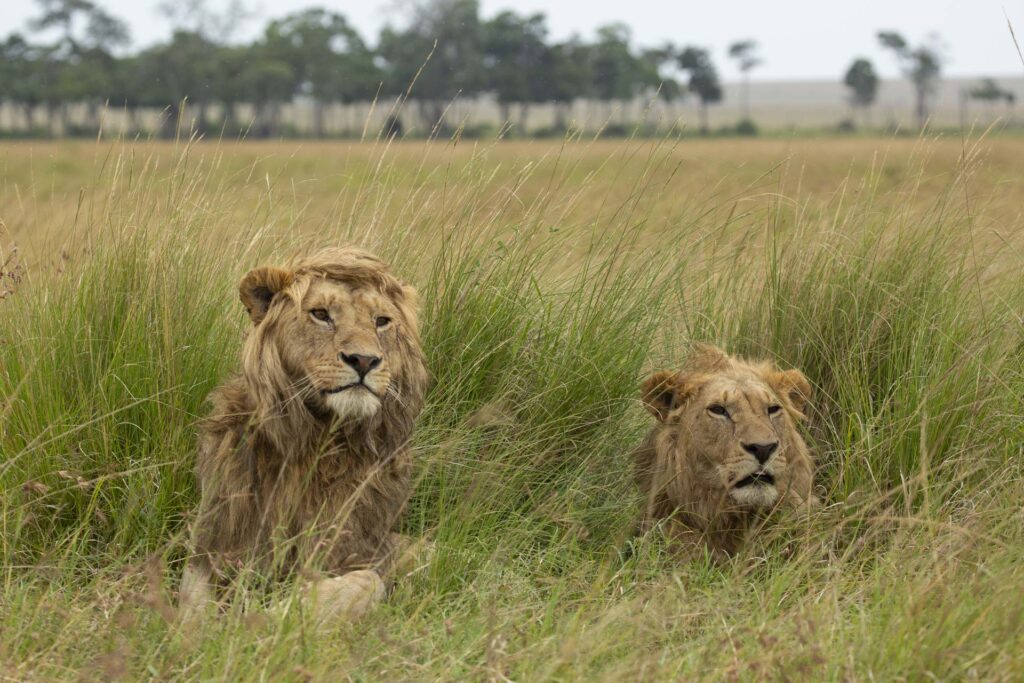 Masai mara packages