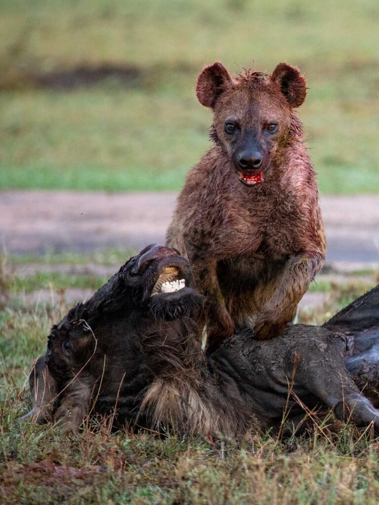 Masai Mara photography tour packages