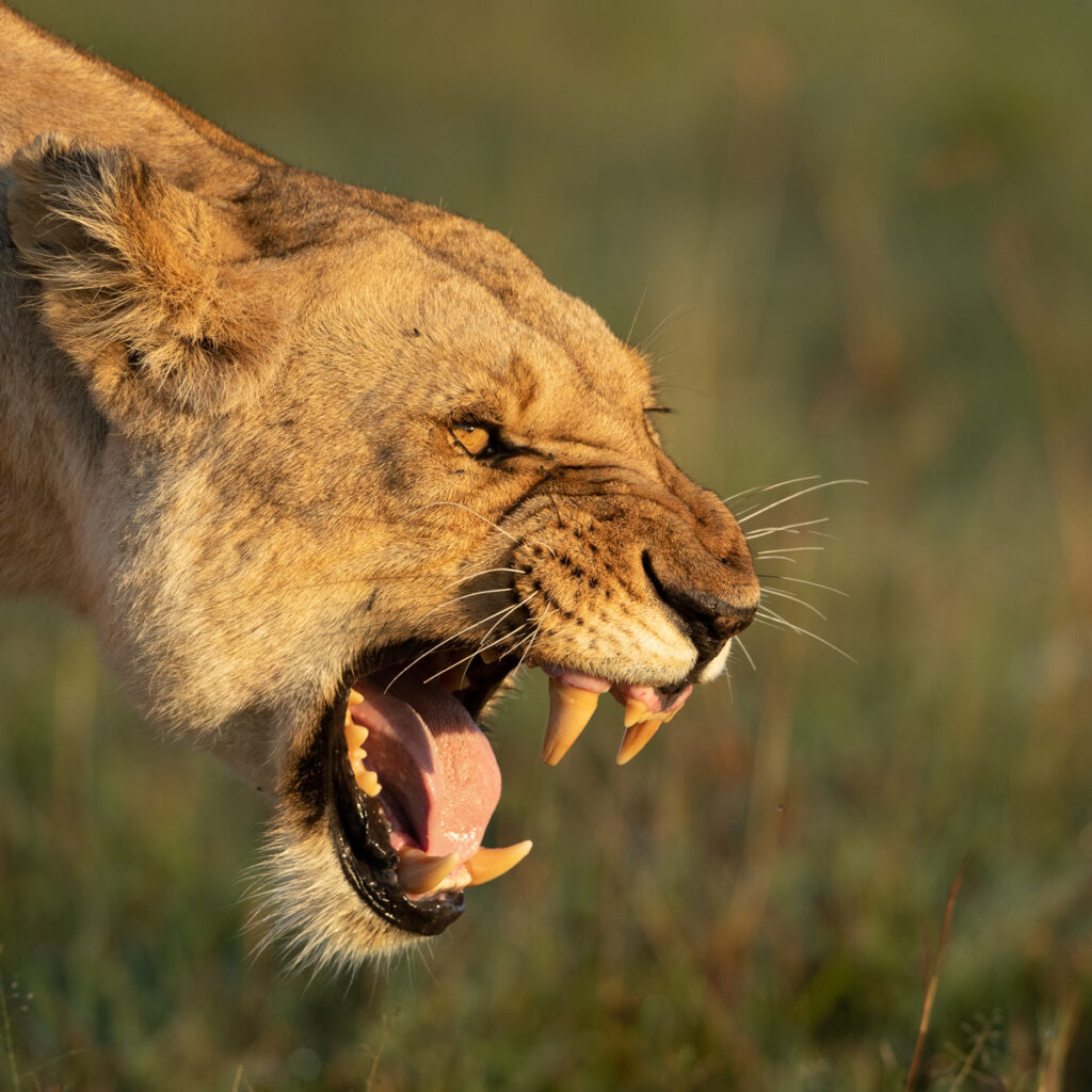 Masai Mara photography tours