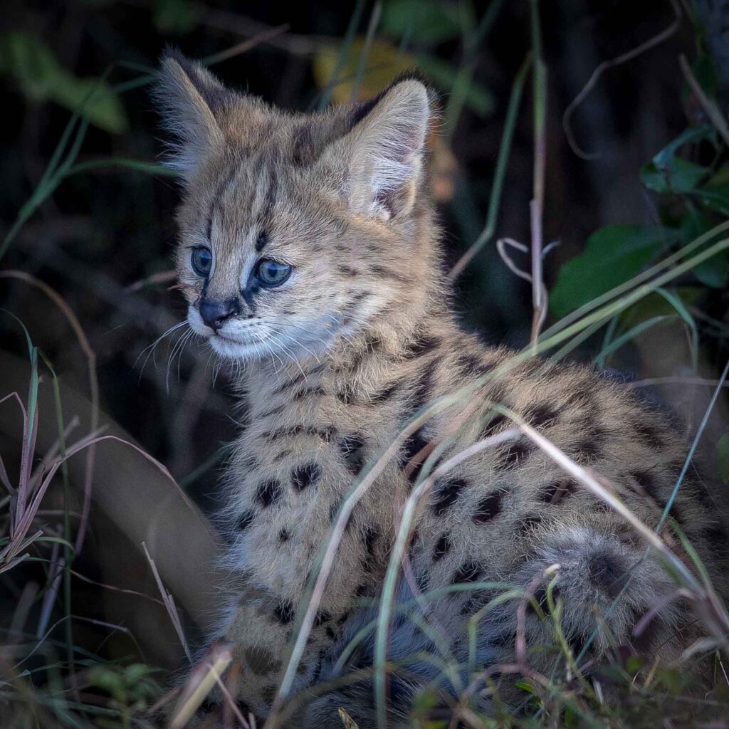 Masai Mara photography tours