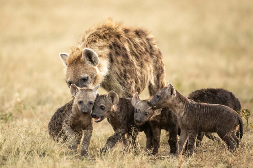 Masai Mara photography tours